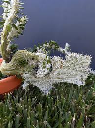 Image result for Alluaudia procera