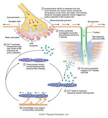 Pin By Misty Hastings On Anatomy Exercise Physiology Human Anatomy And Physiology Physiology