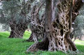 Ancient Olive Trees Old Trees Beautiful Tree Ancient Tree