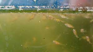 A particularly noteworthy example occurs in the season 2 episode the passenger. Koi Eggs Not Hatching