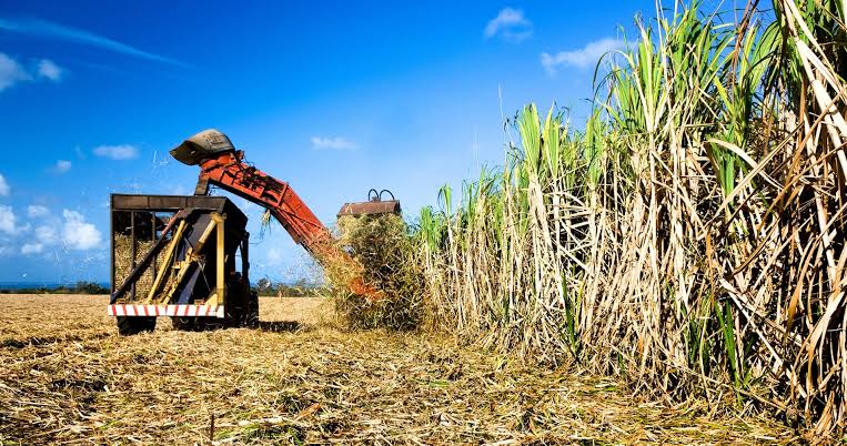 Technological and sustainable advances in biomass in Brazil – Evolution  Power Partners