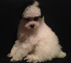 Maybe you would like to learn more about one of these? Family Pet Animal Hospital Home Facebook