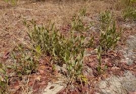 Image result for Diospyros chamaethamnus