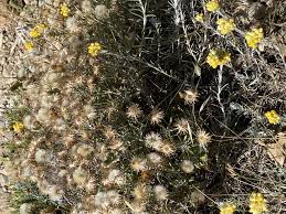 Image result for Helichrysum cephaloideum