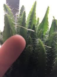 Fruit on organ pipe cactus is properly called pitaya, while dragon fruit on vining cactus is distinguished from it with the name pitahaya. Dragon Fruit Cactus Why Is It Randomly Growing Different Hairs I M Not Sure If This Is Good Normal Or Bad Lol Cactus
