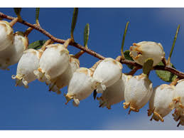 Image result for Chamaeclitandra