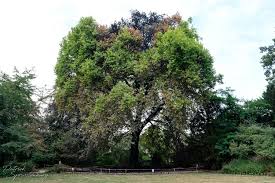 geblakerde zuiderling - Wasven.nl - Groendomein in Eindhoven