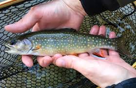 Fly Fishing For Trout 101