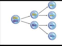 Check spelling or type a new query. Reduction Division Youtube
