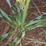 Image result for Chlorophytum gallabatense