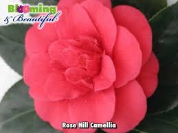 Rose Hill Camellia Rose Hill Rose Flowers
