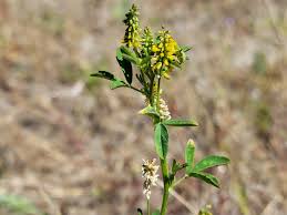 Image result for Melilotus indicus