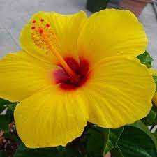 Use a lightweight potting mix with good drainage, such as one with compost and perlite or vermiculite. Image Result For Hibiscus Yellow Yellow Flowering Plants Hibiscus Plant Hibiscus