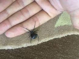 A spider bite can give you instant pain sometimes, but there are a few instances when it could take using activated charcoal is another way to treat spider bites. Spider Bites And Venoms Venommarket Snak Venom Spider Venom Bee Venom Scorpion