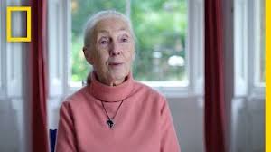 Keep checking rotten tomatoes for updates! Jane Goodall The Hope Trailer National Geographic Youtube