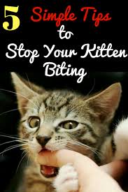 5 Simple Tips To Stop Your Kitten Biting Kitten Biting Cat Biting Cat Care