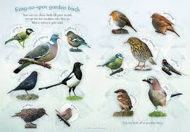 Buy Lets Look For Garden Birds Book Online At Low Prices In