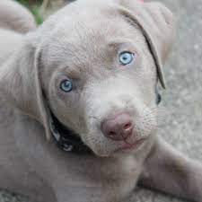 Akc english labrador puppies for sale. Silverwater Labs Home Facebook