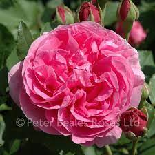 I have had 2 louise's in my garden for 15+ years. Louise Odier Shrub Rose Peter Beales Roses The World Leaders In Shrub Climbing Rambling And Standard Classic Roses