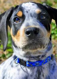 Black And Tan Beagle Mix Titan The Beagle Mix Beagle Mix Beagle Unique Dog Breeds