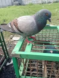 Bagi masyarakat umum mungkin kotoran burung sering kali dianggap sebagai masalah yang dapat mengganggu kenyamanan dan kebersihan lingkungan. Burung Dara Megan Batik Giring Jual Beli Hewan Jadi Mudah