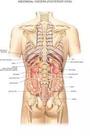 It consists of 5 lumbar vertebra that are numbered 1 through 5 from top to bottom i.e. What Organs Are On The Right Side Of Your Back Quora