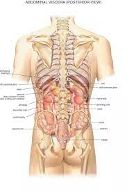 Pain that radiates to the lower abdomen and groin. What Organs Are On The Right Side Of Your Back Quora