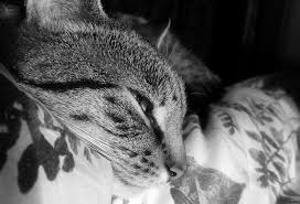 The following is the question and answer about dreaming of cats. I Woke My Cat During A Nightmare And He Attacked Me Poc