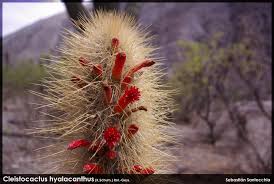 Image result for Triceratorhynchus viridiflorus