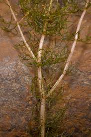 Image result for Laurembergia repens