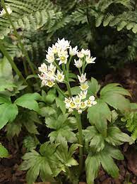 Maybe you would like to learn more about one of these? Our Top 7 Plants For Early Spring Flowers The English Garden