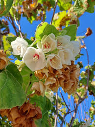 Image result for Dombeya burgessiae