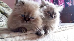 See more ideas about cats and kittens, cats, kittens. Mano S Cattery Previously Chennai Persian Kittens Cats Home Facebook