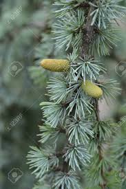 We did not find results for: Weeping Blue Atlas Cedar Latin Name Cedrus Atlantica Glauca Pendula Stock Photo Picture And Royalty Free Image Image 113902768