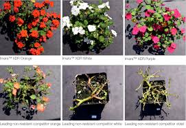Image result for Impatiens shirensis