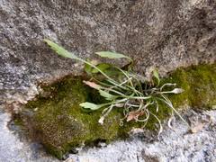 Image result for Asplenium bugoiense