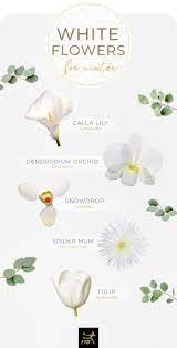 40 Types Of White Flowers Ftd Com Types Of White Flowers White Flowers Names Types Of Flowers
