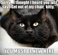 Black Cat Magic Cat Memes Cute Funny Animals Cats Cat Memes