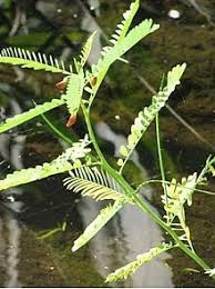 Image result for Sesbania brevipedunculata