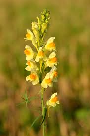 Image result for Indigofera astragalina