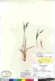 Image result for Carex echinochloe