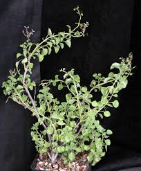 Image result for Aeollanthus