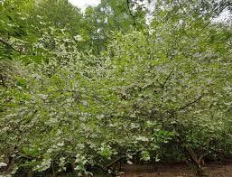 Image result for Halesia