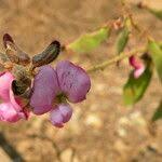 Image result for Adenodolichos punctatus