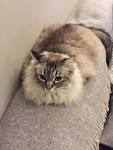 Longhair tabby or ragdoll? | Yahoo Answers