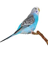 Parakeet parrot for sale,very lovely parrot.call me for male and female. Parakeets Babies For Sale The Animal Store Baby Bird Nursery