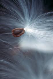 Where can i find milkweed seeds. It S That Time Again Dance Of The Milkweed Seeds Season Barrie News