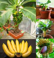 Double mahoi is another sweet banana that works well in deserts. 200 Pcs Banana Seeds Dwarf Fruit Trees Milk Taste Outdoor Perennial Fruit Seeds For Garden Plants Fruit Garden Dwarf Fruit Trees Banana Plants