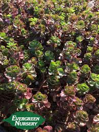 It can be propagated easily from cuttings. Sedum Spurium Dragon S Blood Evergreen Nursery