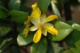 Image result for Ochna oxyphylla